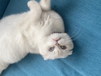 Scottish fold kedimiz Hürrem sıcak kalıcı bir yuva arıyoruz