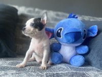 KG GARANTİLİ TEACUP CHİHUAHUA ERKEK