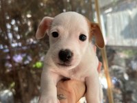Jack russell kısa bacak çiftlik veya üretici değilim