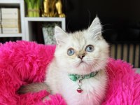 British Shorthair Silver Point