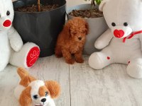 Kore ayarı dişi minyatür poodle