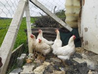 Tindet tavuk ve köy horozu