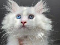 British longhair 3 aylık dişi