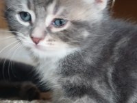 British shorthair yavrularım 8 adet dişi yavru
