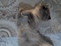 Yetişkin scottish fold cins temiz