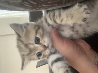 Black Golden British Shorthair Yavru