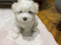 2 aylık yavru terrier yavrumuz