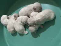 Korekan Maltese Terrier