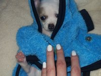 Mini chihuahua