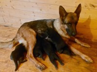 German sheppard puppies alman kurdu