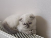 Scottish Shorthair ve British Shorthair Blue Point