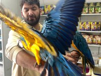 4 Aylık El Besleme Bebek Macaw