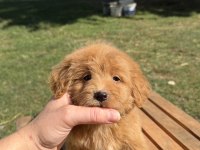 RED MALTİPO KIZIMIZ