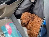saglık ve ırk garantili poodle bebekler