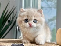 Nadir Renk AY Golden British Shorthair