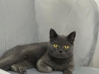 Safkan british shorthair 8 aylık dişi