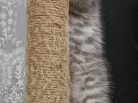 Scottish fold 4 aylık