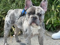 MERLE ÖZEL RENK FRENCH BULLDOG
