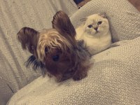 8 aylık yakışıklı scottish fold oğlum smokin