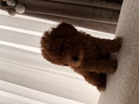 Acil satılık toy poodle