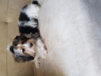 Biewer yorkshire terrier