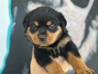 Son Rottweiler yavrularım
