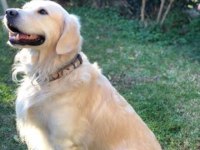 Baby face golden retriever yavrularımız