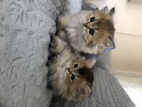 British shorthair ve longhair yavrular sahiplendirilecektir