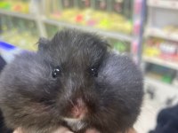 Kafes çeşitleri hamster yavru yetişkin