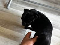 Son Pug Yavrumuz A Kalite