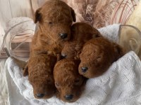 Red Brown Silver Apricot Beyaz Poodle Yavrularım