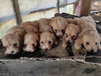 Maltipoo Irk ve sağlık garantili uygun yavrular