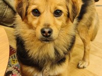 Ücretsiz Sahiplendirme Köpeğimiz