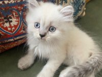 British Longhair Blue Point 1.5 aylık