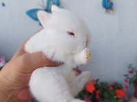 Cüce tavşan yavrusu