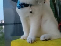 Tam bir dost canlısı british shorthair