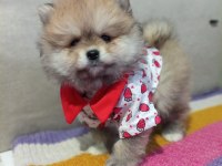 ORJİNAL POMERANİAN BOO KÖPEĞİ
