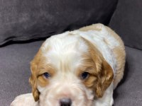 Sahibinden sağlıklı cavalier king charles yavruları