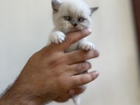 Irk ve sağlık garanti belgeli british shorthair yavruları