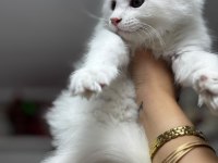 Beyaz Prenses Maine Coon