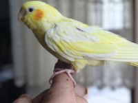 30-40 GÜNLÜK BEBEK LUTİNO KIRMIZI GÖZ SULTAN PAPAĞANI