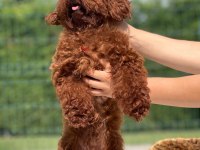YETİŞKİN DİŞİ KORE BELGELİ POODLE LAR