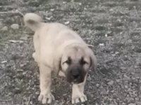 50 günlük çoban köpekleri