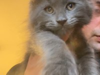 XXXL 2 erkek yavru maine coon