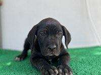 3 aylık cane corso yavrular