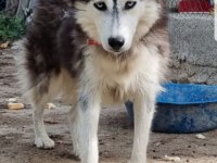 Maviş gözlü Safkan Husky minikler
