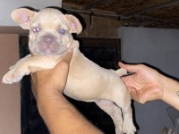 A kalite french bulldog yavrular günü gelen aşıları yapıldı