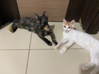 İki oyuncu kız kardeş kediyi ücretsiz sahiplendiriyorum