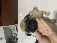 Pug yavrum gül kuyruk kuyruk