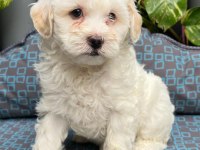 2 AYLIK MALTİPOO